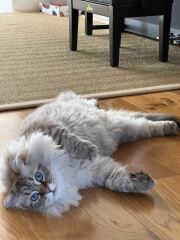 Post your supermodel cats