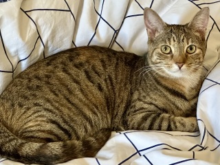Post your supermodel cats