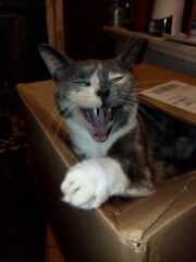 Chicken, Dreamies and Lickelix - the Excellent Cats form a disorderly queue