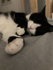 Post your supermodel cats