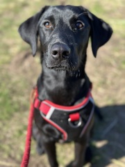 Puppy survival thread! All welcome!