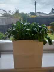 Tribute to my late cats: Forget me Nots