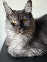 Post your supermodel cats