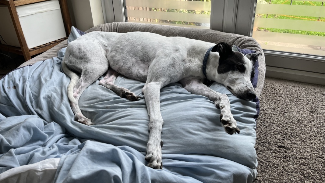 To ignore this greyhound?
