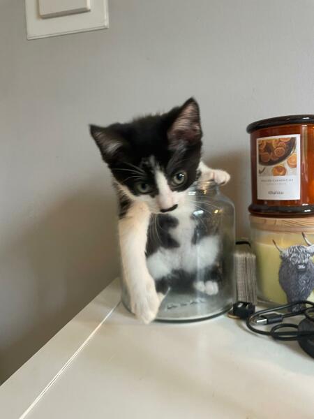 Kitten name help!