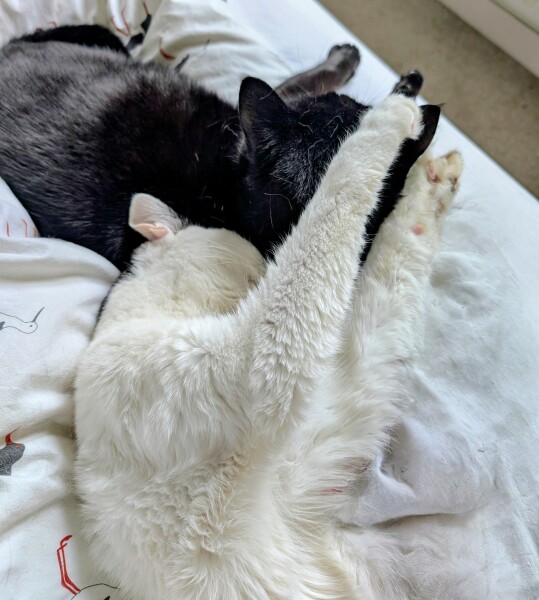 Talk to me about adopting 2 cats instead of one