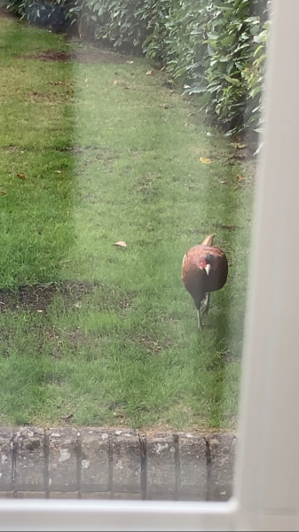 What can I feed this stray pheasant?