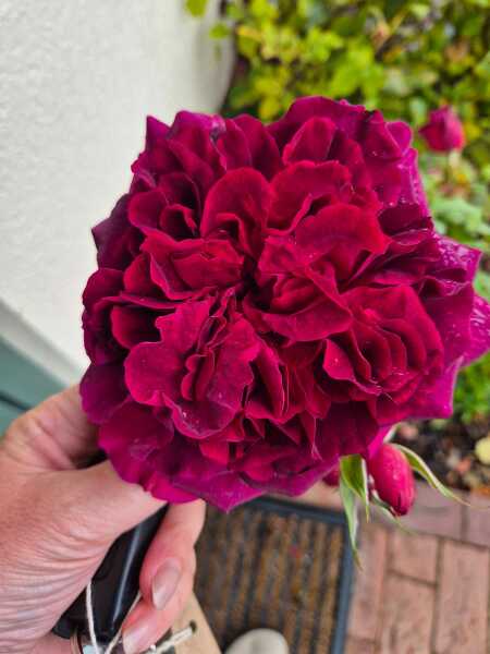 Alternatives for David Austin rose 'Munstead Wood'?