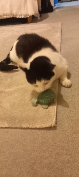Scottish Tourism - the Excellent Cats debate Gizmo's suitability as a top influencer