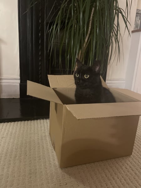 Thread 35 Starmer: Old and smelling of roses