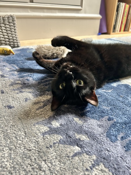 Thread 35 Starmer: Old and smelling of roses