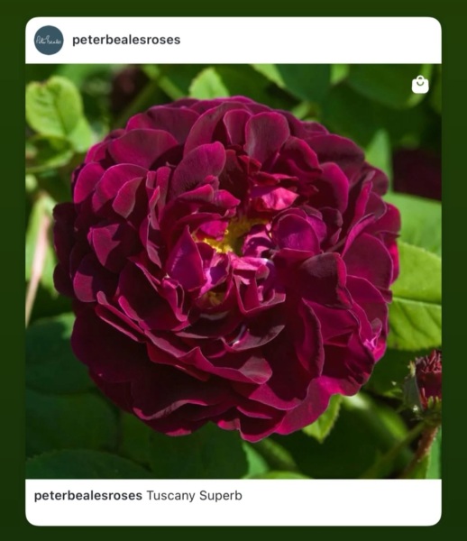 Alternatives for David Austin rose 'Munstead Wood'?