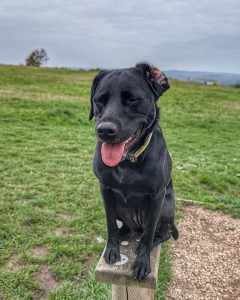 Beyond Adolescence - a thread to chat about grown up dogs, cake and anything else, excluding coffee.