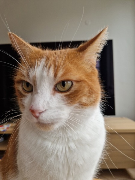Scottish Tourism - the Excellent Cats debate Gizmo's suitability as a top influencer