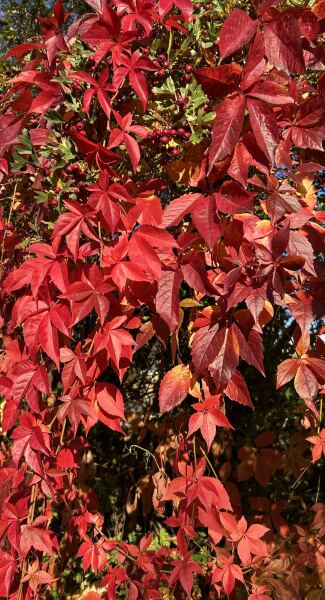 Thread 35 Starmer: Old and smelling of roses