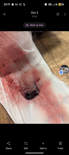 GRAPHIC PHOTO. please can someone tell me what on earth this is.