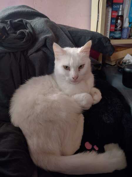 Scottish Tourism - the Excellent Cats debate Gizmo's suitability as a top influencer