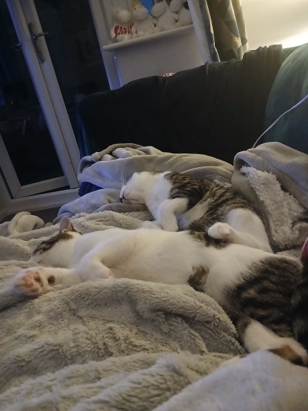 Neutering male kittens tomorrow