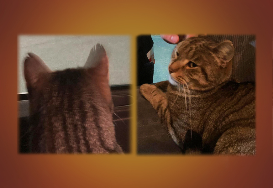 Year round Nigel Slater discussion thread Part 2