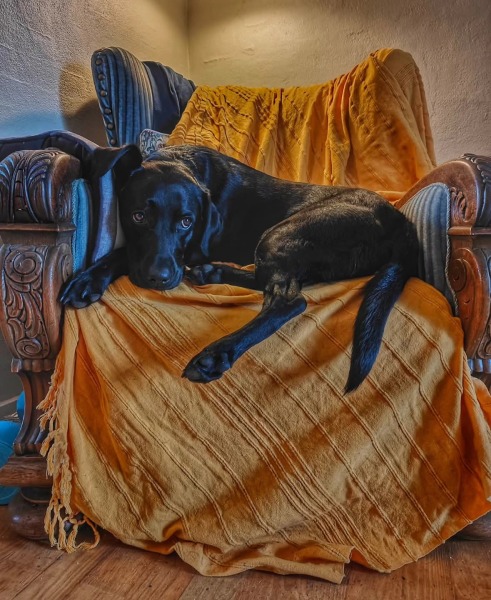 Beyond Adolescence - a thread to chat about grown up dogs, cake and anything else, excluding coffee.