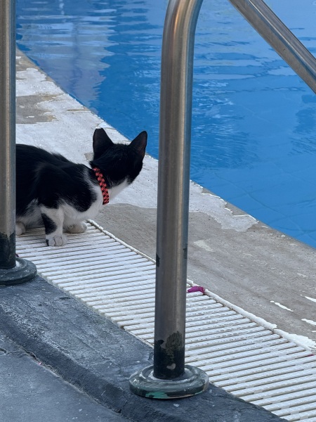 Scottish Tourism - the Excellent Cats debate Gizmo's suitability as a top influencer
