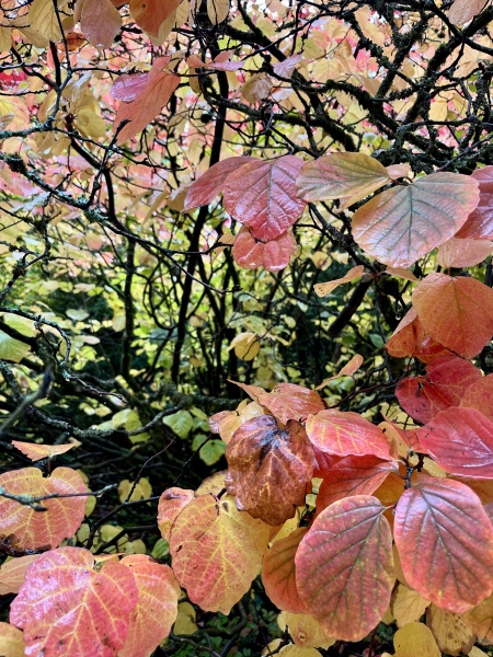 The Bluestocking, where the short days shorten and the oaks are brown