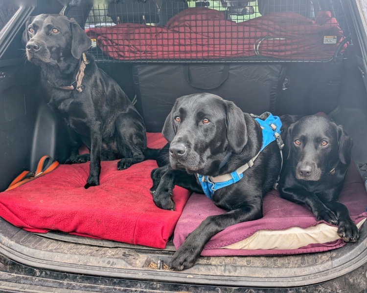 Beyond Adolescence - a thread to chat about grown up dogs, cake and anything else, excluding coffee.
