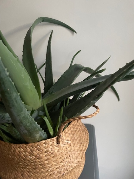 House plant angst! Why are my aloe vera leaves like this