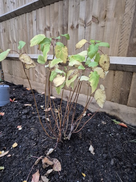 Has this hydrangea had it?