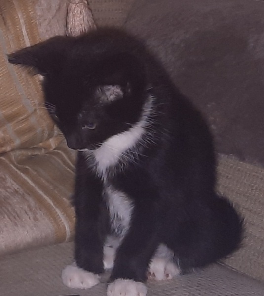 Help for soon to be new kitten owner