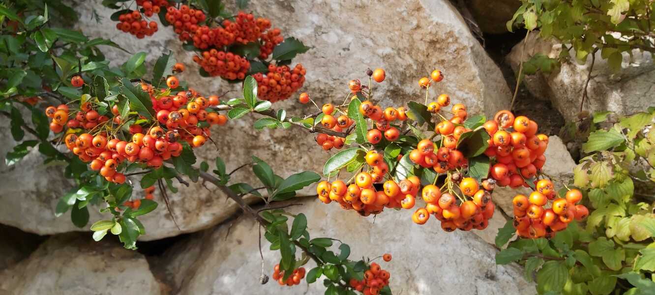 Poncetastic Christmas 2025