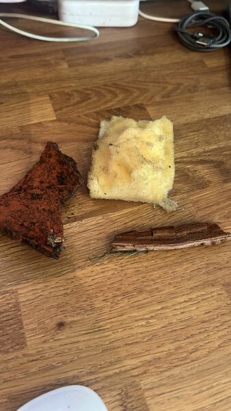 Puppy survival thread! All welcome!