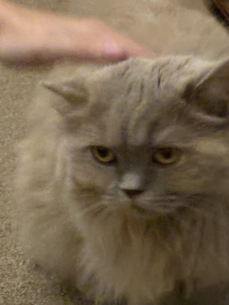 My cat meows every minute that she is awake. It’s driving me insane