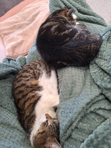 Talk to me about adopting 2 cats instead of one