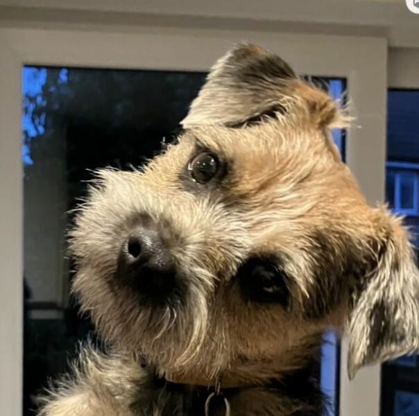 Border Terrier puppy - what age do they hit adolescence?