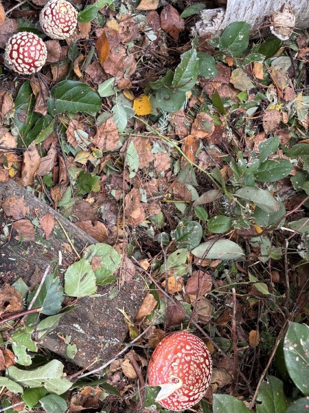 Come and tell us your dull and unexciting news 34: Calmly through the day