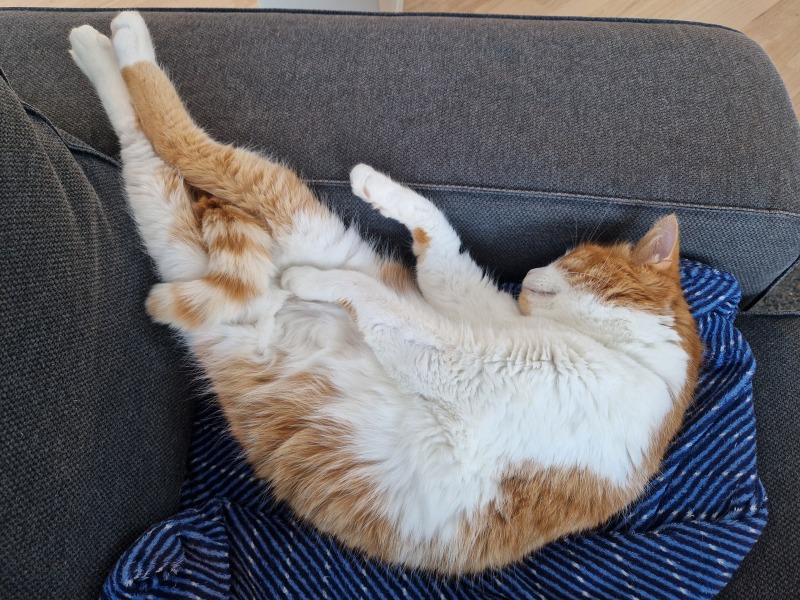 Scottish Tourism - the Excellent Cats debate Gizmo's suitability as a top influencer