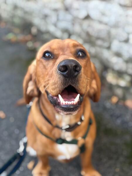 Beyond Adolescence - a thread to chat about grown up dogs, cake and anything else, excluding coffee.