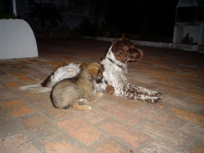 Senior dog and new puppy: any experience or stories to share