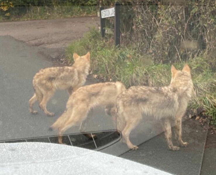 What type of dog are these?