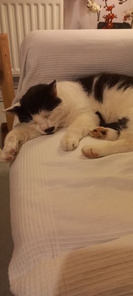 Scottish Tourism - the Excellent Cats debate Gizmo's suitability as a top influencer