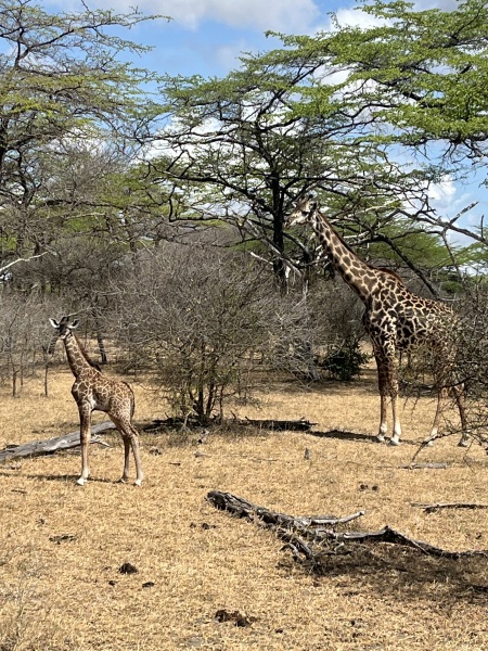 Tanzania safari & Zanzibar