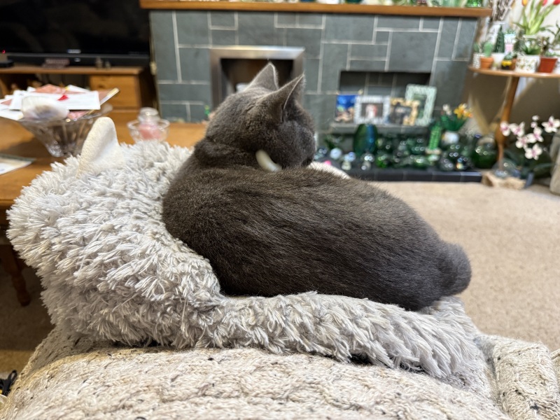 Scottish Tourism - the Excellent Cats debate Gizmo's suitability as a top influencer