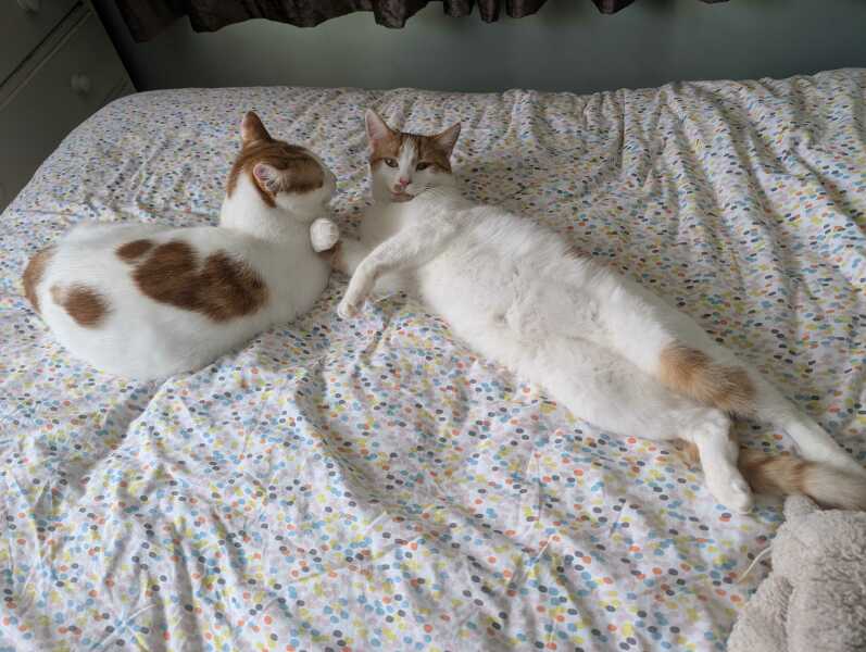 Cat food - loose stools