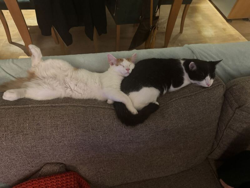 How many times a day do you feed your cat?