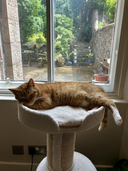 Cat tree - yes or no?