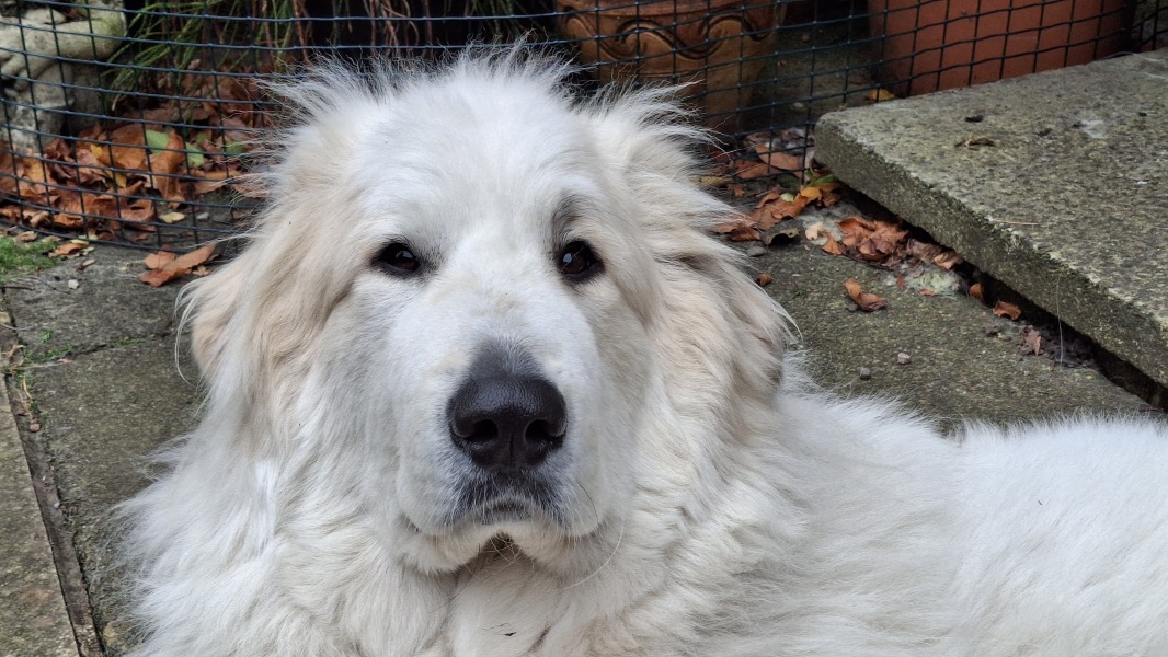Beyond Adolescence - a thread to chat about grown up dogs, cake and anything else, excluding coffee.