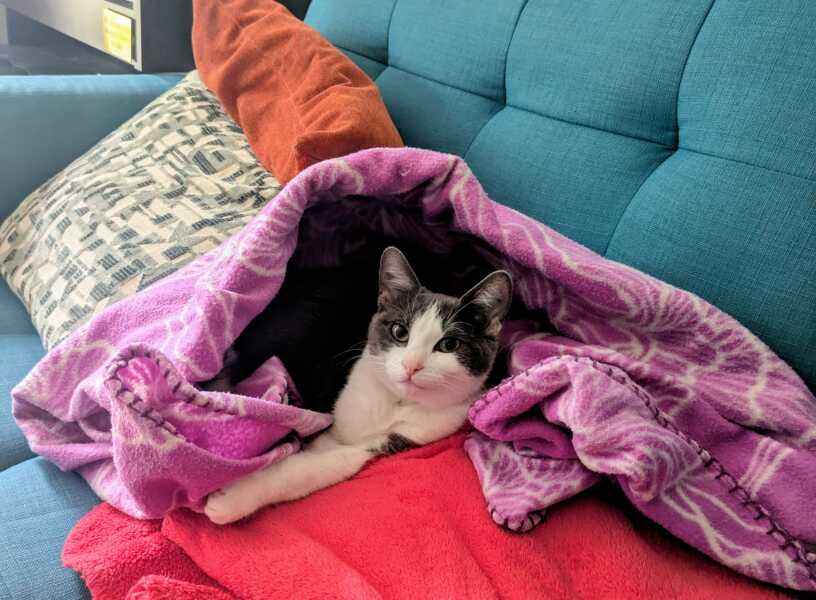Cat not happy after spaying