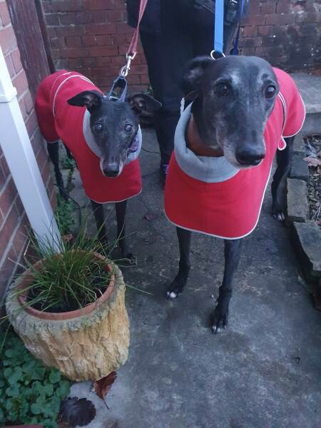 Could there be stricter rules on dog ownership?