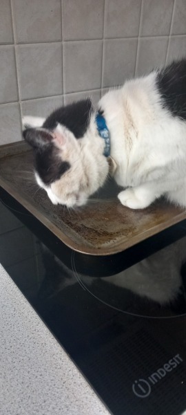 Scottish Tourism - the Excellent Cats debate Gizmo's suitability as a top influencer